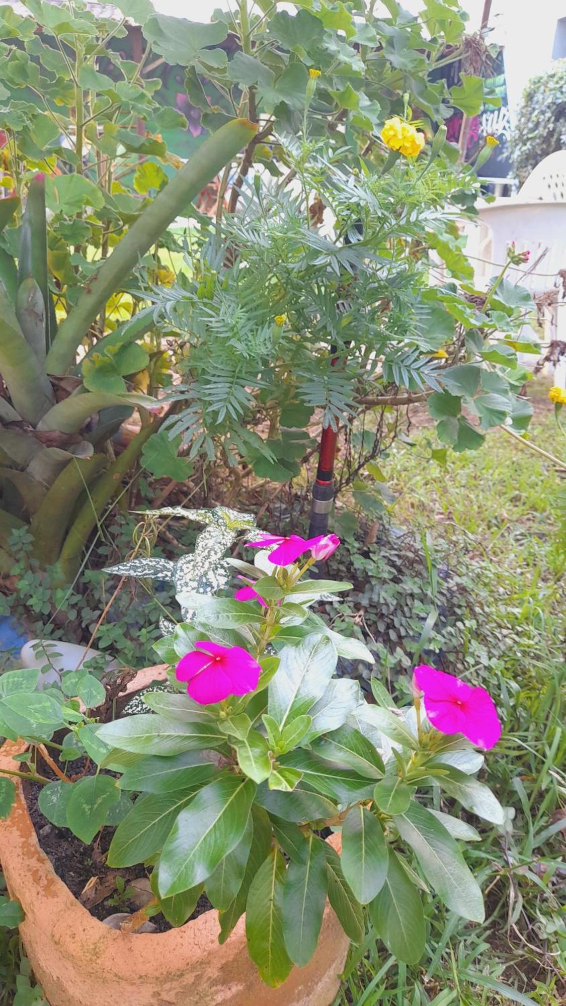 Pousada Flora Buzios Buitenkant foto
